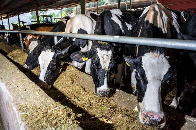 Explotación ganadera (Foto TA)